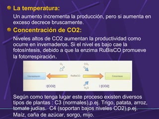 La temperatura: 
Un aumento incrementa la producción, pero si aumenta en 
exceso decrece bruscamente. 
Concentración de CO2: 
Niveles altos de CO2 aumentan la productividad como 
ocurre en invernaderos. Si el nivel es bajo cae la 
fotosíntesis, debido a que la enzima RuBisCO promueve 
la fotorrespiración. 
[CO2]  [CO2] 
Según como tenga lugar este proceso existen diversos 
tipos de plantas : C3 (normales),p.ej. Trigo, patata, arroz, 
tomate judías. C4 (soportan bajos niveles CO2),p.ej. 
Maíz, caña de azúcar, sorgo, mijo. 
 