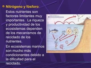 Nitrógeno y fósforo: 
Estos nutrientes son 
factores limitantes muy 
importantes. La riqueza 
y productividad de los 
ecosistemas dependen 
de los mecanismos de 
reciclado de los 
nutrientes. 
En ecosistemas marinos 
son mucho más 
condicionantes debido a 
la dificultad para el 
reciclado. 
 