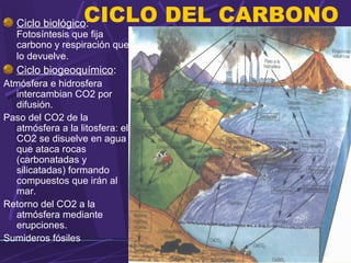 CICLO DEL CARBONO Ciclo biológico: 
Fotosíntesis que fija 
carbono y respiración que 
lo devuelve. 
Ciclo biogeoquímico: 
Atmósfera e hidrosfera 
intercambian CO2 por 
difusión. 
Paso del CO2 de la 
atmósfera a la litosfera: el 
CO2 se disuelve en agua 
que ataca rocas 
(carbonatadas y 
silicatadas) formando 
compuestos que irán al 
mar. 
Retorno del CO2 a la 
atmósfera mediante 
erupciones. 
Sumideros fósiles 
 