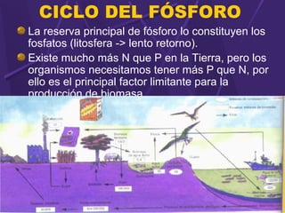 CICLO DEL FÓSFORO 
La reserva principal de fósforo lo constituyen los 
fosfatos (litosfera -> lento retorno). 
Existe mucho más N que P en la Tierra, pero los 
organismos necesitamos tener más P que N, por 
ello es el principal factor limitante para la 
producción de biomasa. 
 