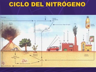 CICLO DEL NITRÓGENO 
 