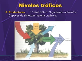 Niveles tróficos 
Productores: 1º nivel trófico. Organismos autótrofos. 
Capaces de sintetizar materia orgánica. 
 
