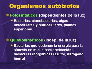 Organismos autótrofos 
Fotosintéticos (dependientes de la luz) 
Bacterias, cianobacterias, algas 
unicelulares y pluricelulares, plantas 
superiores. 
Quimiosintéticos (Indep. de la luz) 
Bacterias que obtienen la energía para la 
síntesis de m.o. a partir oxidación 
moléculas inorgánicas (azufre, nitrógeno, 
hierro) 
 