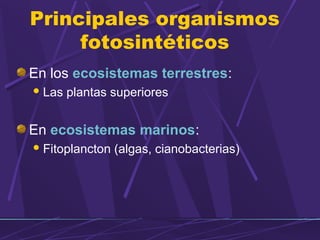 Principales organismos 
fotosintéticos 
En los ecosistemas terrestres: 
Las plantas superiores 
En ecosistemas marinos: 
Fitoplancton (algas, cianobacterias) 
 