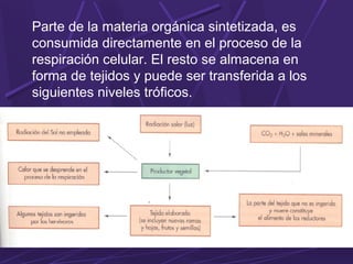 Parte de la materia orgánica sintetizada, es 
consumida directamente en el proceso de la 
respiración celular. El resto se almacena en 
forma de tejidos y puede ser transferida a los 
siguientes niveles tróficos. 
 