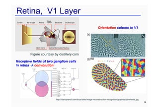 Retina, V1 Layer
18
Receptive fields of two ganglion cells
in retina à convolution
Orientation column in V1
http://darioprandi.com/docs/talks/image-reconstruction-recognition/graphics/pinwheels.jpg
Figure courtesy by distillery.com
 