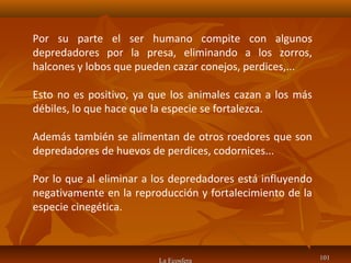 La Ecosfera 101101
Por su parte el ser humano compite con algunos
depredadores por la presa, eliminando a los zorros,
halcones y lobos que pueden cazar conejos, perdices,...
Esto no es positivo, ya que los animales cazan a los más
débiles, lo que hace que la especie se fortalezca.
Además también se alimentan de otros roedores que son
depredadores de huevos de perdices, codornices...
Por lo que al eliminar a los depredadores está influyendo
negativamente en la reproducción y fortalecimiento de la
especie cinegética.
 