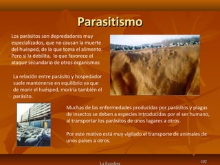 ParasitismoParasitismo
La Ecosfera 102102
Los parásitos son depredadores muy
especializados, que no causan la muerte
del huésped, de la que toma el alimento.
Pero si la debilita, lo que favorece el
ataque secundario de otros organismos
La relación entre parásito y hospedador
suele mantenerse en equilibrio ya que
de morir el huésped, moriría también el
parásito.
Muchas de las enfermedades producidas por parásitos y plagas
de insectos se deben a especies introducidas por el ser humano,
al transportar los parásitos de unos lugares a otros.
Por este motivo está muy vigilado el transporte de animales de
unos países a otros.
 