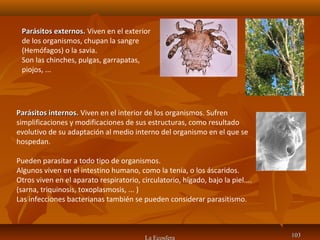 La Ecosfera 103103
Parásitos externos.Parásitos externos. Viven en el exterior
de los organismos, chupan la sangre
(Hemófagos) o la savia.
Son las chinches, pulgas, garrapatas,
piojos, ...
Parásitos internos.Parásitos internos. Viven en el interior de los organismos. Sufren
simplificaciones y modificaciones de sus estructuras, como resultado
evolutivo de su adaptación al medio interno del organismo en el que se
hospedan.
Pueden parasitar a todo tipo de organismos.
Algunos viven en el intestino humano, como la tenia, o los áscaridos.
Otros viven en el aparato respiratorio, circulatorio, hígado, bajo la piel....
(sarna, triquinosis, toxoplasmosis, ... )
Las infecciones bacterianas también se pueden considerar parasitismo.
 