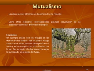 MutualismoMutualismo
La Ecosfera 105105
Las dos especies obtienen un beneficio de esta relación
En plantas:
Un ejemplo clásico son los musgos en los
troncos de los árboles. Por un lado el musgo
alcanza una altura que no conseguiría en el
suelo y así no compite con otras hierbas por
la luz. Por su parte el árbol conserva mejor
la humedad y se protege del fuego.
Como otras relaciones interespecíficas, produce coevolución de las
especies y aumenta diversidad biológica
 
