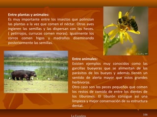 La Ecosfera 106106
Entre plantas y animales:
Es muy importante entre los insectos que polinizan
las plantas a la vez que comen el néctar. Otras aves
ingieren las semillas y las dispersan con las heces.
( petirrojos, currucas comen moras). Igualmente los
zorros comen higos y madroños diseminando
posteriormente las semillas.
Entre animales:
Existen ejemplos muy conocidos como las
garcillas bueyeras que se alimentan de los
parásitos de los bueyes y además tienen un
sentido de alerta mayor que estos grandes
herbívoros.
Otro caso son los peces pequeños que comen
los restos de comida de entre los dientes de
los tiburones. El tiburón consigue así una
limpieza y mejor conservación de su estructura
dental.
 