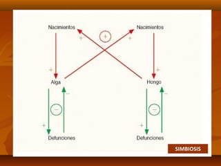 SIMBIOSIS
 