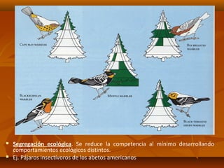 Segregación ecológica. Se reduce la competencia al mínimo desarrollando
comportamientos ecológicos distintos.
 Ej. Pájaros insectívoros de los abetos americanos
 