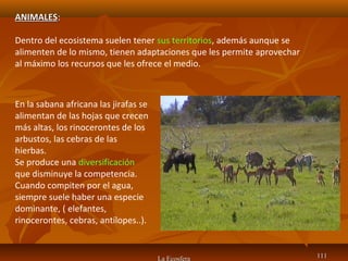 La Ecosfera 111111
ANIMALESANIMALES:
Dentro del ecosistema suelen tener sus territorios, además aunque se
alimenten de lo mismo, tienen adaptaciones que les permite aprovechar
al máximo los recursos que les ofrece el medio.
En la sabana africana las jirafas se
alimentan de las hojas que crecen
más altas, los rinocerontes de los
arbustos, las cebras de las
hierbas.
Se produce una diversificación
que disminuye la competencia.
Cuando compiten por el agua,
siempre suele haber una especie
dominante, ( elefantes,
rinocerontes, cebras, antílopes..).
 