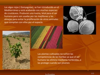 La Ecosfera 113113
Las algas rojas ( Gonyagulax), se han introducido en el
Mediterráneo y está acabando con muchas especies
de crustáceos. Producen una toxina, letal para el ser
humano pero son usadas por los mejillones y las
almejas para evitar la proliferación de otros animales
que compitan con ellas por el espacio.
Las plantas cultivadas no sufren las
competencias de las hierbas ya que el ser
humano las elimina mediante herbicidas, o
las protege cuando son jóvenes
 