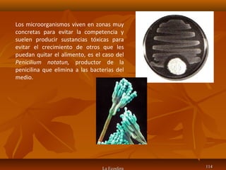 La Ecosfera 114114
Los microorganismos viven en zonas muy
concretas para evitar la competencia y
suelen producir sustancias tóxicas para
evitar el crecimiento de otros que les
puedan quitar el alimento, es el caso del
Penicilium notatun, productor de la
penicilina que elimina a las bacterias del
medio.
 