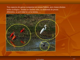 La Ecosfera 117117
Tres especies de garzas comparten un mismo hábitat, pero tienen distinto
nicho ecológico. Anidan en distinto sitio, se alimentan de presas
diferentes, su actividad no es la misma…..
1
2
3
 