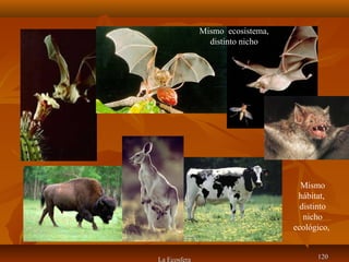 uu
La Ecosfera 120120
Mismo ecosistema,
distinto nicho
Mismo
hábitat,
distinto
nicho
ecológico,
 
