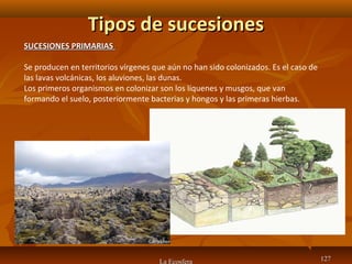 Tipos de sucesionesTipos de sucesiones
La Ecosfera 127127
SUCESIONES PRIMARIASSUCESIONES PRIMARIAS
Se producen en territorios vírgenes que aún no han sido colonizados. Es el caso de
las lavas volcánicas, los aluviones, las dunas.
Los primeros organismos en colonizar son los líquenes y musgos, que van
formando el suelo, posteriormente bacterias y hongos y las primeras hierbas.
 