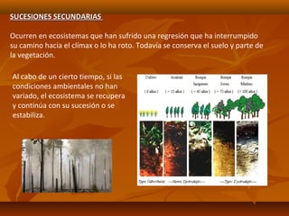 SUCESIONES SECUNDARIASSUCESIONES SECUNDARIAS
Ocurren en ecosistemas que han sufrido una regresión que ha interrumpido
su camino hacia el clímax o lo ha roto. Todavía se conserva el suelo y parte de
la vegetación.
Al cabo de un cierto tiempo, si las
condiciones ambientales no han
variado, el ecosistema se recupera
y continúa con su sucesión o se
estabiliza.
 