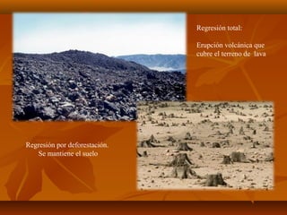 Regresión total:
Erupción volcánica que
cubre el terreno de lava
Regresión por deforestación.
Se mantiene el suelo
 