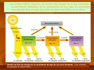 Los niveles tróficos disponen de mucha más energía de la que consumen.
La asimilación energética de los productores es muy baja. Un porcentaje
muy elevado de la energía disponible en cada nivel trófico no se utiliza.
Modelo de flujo de energía en un ecosistema de lago de una zona templada. (Las unidades
se expresan en cal/cm2
/año.)
 