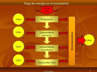 Flujo de energía en el ecosistemaFlujo de energía en el ecosistema
La Ecosfera 1818
Productores
Consumidores
primarios
Consumidores
secundarios
Consumidor final
Calor
Energía
solar
Calor
Calor
Calor
Calor
 