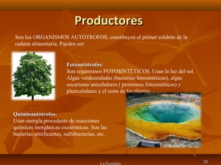 ProductoresProductores
La Ecosfera 2020
Son los ORGANISMOS AUTÓTROFOS, constituyen el primer eslabón de la
cadena alimentaria. Pueden ser:
FotoautótrofosFotoautótrofos:
Son organismos FOTOSINTÉTICOS. Usan la luz del sol.
Algas verdeazuladas (bacterias fotosintéticas), algas
eucariotas unicelulares ( protozoos fotosintéticos) y
pluricelulares y el resto de las plantas.
QuimioautótrofosQuimioautótrofos:
Usan energía procedente de reacciones
químicas inorgánicas exotérmicas. Son las
bacterias nitrificantes, sulfobacterias, etc.
 
