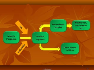 La Ecosfera 2222
Materia
inorgánica
Materia
orgánica
Necesidades
propias
Otros niveles
tróficos
Respiración,
crecimiento,
etc
 