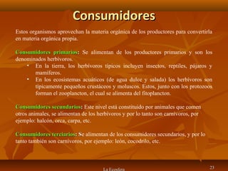ConsumidoresConsumidores
La Ecosfera 2323
Estos organismos aprovechan la materia orgánica de los productores para convertirla
en materia orgánica propia.
Consumidores primariosConsumidores primarios:: Se alimentan de los productores primarios y son los
denominados herbívoros.
• En la tierra, los herbívoros típicos incluyen insectos, reptiles, pájaros y
mamíferos.
• En los ecosistemas acuáticos (de agua dulce y salada) los herbívoros son
típicamente pequeños crustáceos y moluscos. Estos, junto con los protozoos
forman el zooplancton, el cual se alimenta del fitoplancton.
Consumidores secundariosConsumidores secundarios:: Este nivel está constituido por animales que comen
otros animales, se alimentan de los herbívoros y por lo tanto son carnívoros, por
ejemplo: halcón, orca, carpa, etc.
Consumidores terciariosConsumidores terciarios: S: Se alimentan de los consumidores secundarios, y por lo
tanto también son carnívoros, por ejemplo: león, cocodrilo, etc.
 
