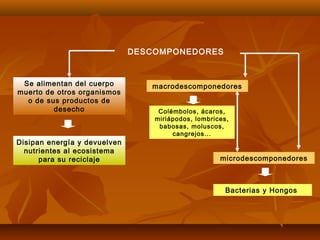 Se alimentan del cuerpo
muerto de otros organismos
o de sus productos de
desecho
Disipan energía y devuelven
nutrientes al ecosistema
para su reciclaje
DESCOMPONEDORES
macrodescomponedores
microdescomponedores
Colémbolos, ácaros,
miriápodos, lombrices,
babosas, moluscos,
cangrejos...
Bacterias y Hongos
 