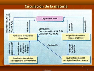 Circulación de la materiaCirculación de la materia
La Ecosfera 2828
 