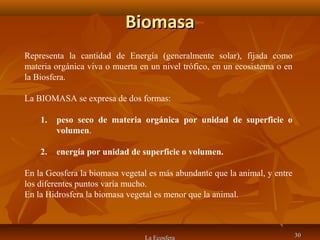 BiomasaBiomasa
La Ecosfera 3030
Representa la cantidad de Energía (generalmente solar), fijada como
materia orgánica viva o muerta en un nivel trófico, en un ecosistema o en
la Biosfera.
La BIOMASA se expresa de dos formas:
1. peso seco de materia orgánica por unidad de superficie o
volumen.
2. energía por unidad de superficie o volumen.
En la Geosfera la biomasa vegetal es más abundante que la animal, y entre
los diferentes puntos varía mucho.
En la Hidrosfera la biomasa vegetal es menor que la animal.
 