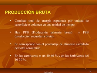 La Ecosfera 3434
PRODUCCIÓN BRUTA
• Cantidad total de energía capturada por unidad de
superficie o volumen en una unidad de tiempo.
• Hay PPB (Producción primaria bruta) y PSB
(producción secundaria bruta).
• Se corresponde con el porcentaje de alimento asimilado
del total consumido.
• En los carnívoros es un 40-60 % y en los herbívoros del
10-30 %.
 