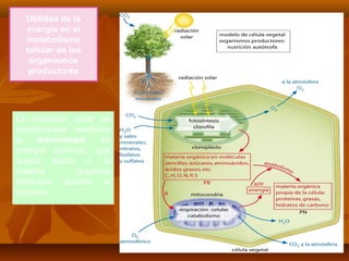 Utilidad de la
energía en el
metabolismo
celular de los
organismos
productores
La radiación solar es
transformada mediante
la fotosíntesis en
energía química, que
queda fijada a la
materia orgánica
fabricada durante el
proceso.
 
