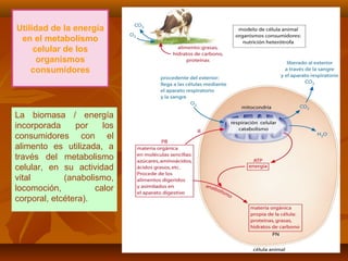 Utilidad de la energía
en el metabolismo
celular de los
organismos
consumidores
La biomasa / energía
incorporada por los
consumidores con el
alimento es utilizada, a
través del metabolismo
celular, en su actividad
vital (anabolismo,
locomoción, calor
corporal, etcétera).
 