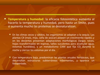  Temperatura y humedad: la eficacia fotosintética aumenta al
hacerlo la temperatura y humedad, pero hasta un límite, pues
si aumenta mucho las proteínas se desnaturalizan.
 En los climas secos y cálidos, los organismos se adaptan a la sequía. Las
plantas C4 (maíz, mijo, caña de azúcar) poseen un crecimiento rápido, y
en los desiertos presentan adaptaciones morfológicas (largas raíces,
hojas transformadas en espinas, tallos suculentos para acumular agua,
estomas hundidos), y un metabolismo CAM que fija CO2 durante la
noche y cierran los estomas por el día.
 Con temperatura baja, predominan las plantas anuales herbáceas, que
desarrollan estructuras subterráneas hibernantes, y aparece un
fotoperíodo.
 