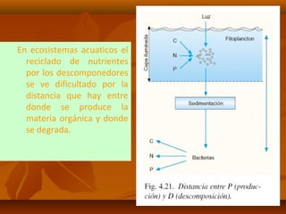 En ecosistemas acuaticos el
reciclado de nutrientes
por los descomponedores
se ve dificultado por la
distancia que hay entre
donde se produce la
materia orgánica y donde
se degrada.
 