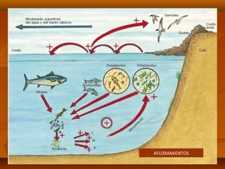 AFLORAMIENTOS
 