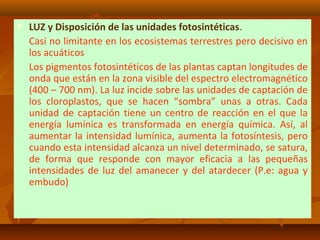  LUZ y Disposición de las unidades fotosintéticas.
Casi no limitante en los ecosistemas terrestres pero decisivo en
los acuáticos
Los pigmentos fotosintéticos de las plantas captan longitudes de
onda que están en la zona visible del espectro electromagnético
(400 – 700 nm). La luz incide sobre las unidades de captación de
los cloroplastos, que se hacen “sombra” unas a otras. Cada
unidad de captación tiene un centro de reacción en el que la
energía lumínica es transformada en energía química. Así, al
aumentar la intensidad lumínica, aumenta la fotosíntesis, pero
cuando esta intensidad alcanza un nivel determinado, se satura,
de forma que responde con mayor eficacia a las pequeñas
intensidades de luz del amanecer y del atardecer (P.e: agua y
embudo)
 