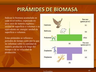 PIRÁMIDES DE BIOMASAPIRÁMIDES DE BIOMASA
La Ecosfera 6060
Indican la biomasa acumulada en
cada nivel trófico, expresada en:
peso seco de materia orgánica /
unidad de superficie o volumen o su
equivalente en: energía/ unidad de
superficie o volumen.
Estas pirámides se refieren a
periodos de tiempo corto por lo que
no informan sobre la cantidad de
materia producida a lo largo del
tiempo o de su velocidad de
producción.
 