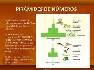 PIRÁMIDES DE NÚMEROSPIRÁMIDES DE NÚMEROS
La Ecosfera 6262
Expresan el nº concreto de
individuos de cada nivel trófico
por unidad de superficie o
volumen.
La información que
proporcionan NO ES UTIL SI
SE QUIEREN COMPARAR
DOS ECOSISTEMAS ya que
considera igual a organismos
muy diferentes. ( saltamontes y
vacas).
En el caso de que incluyan
parásitos puede dar una forma
INVERTIDA.
 