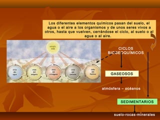 CICLOS
BIOGEOQUÍMICOS
Los diferentes elementos químicos pasan del suelo, el
agua o el aire a los organismos y de unos seres vivos a
otros, hasta que vuelven, cerrándose el ciclo, al suelo o al
agua o al aire. 
GASEOSOS
SEDIMENTARIOS
atmósfera – océanos
suelo-rocas-minerales
 