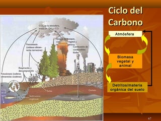 Ciclo delCiclo del
CarbonoCarbono
La Ecosfera 6767
Detritos/materia
orgánica del suelo
Biomasa
vegetal y
animal
Atmósfera
 