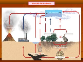 El ciclo del carbono
CO2 atmósfera
CO2 hidrosfera
respiración
incendios
forestales
productores
fotosíntesis
fijación
bioquímica
disolución por
carbonatación
combustión
(combustibles
fósiles)
vulcanismo
descomponedores
restos orgánicos
consumidores
respiración
carbón, petróleo, rocas
carbonatadas
 