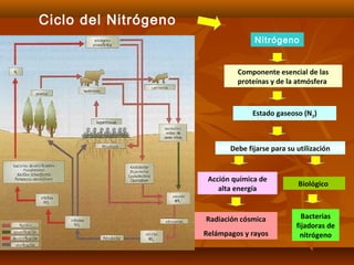 Ciclo del Nitrógeno
Nitrógeno
Componente esencial de las
proteínas y de la atmósfera
Estado gaseoso (N2)
Debe fijarse para su utilización
Acción química de
alta energía
Biológico
Bacterias
fijadoras de
nitrógeno
Radiación cósmica
Relámpagos y rayos
 