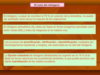 El ciclo del nitrógeno
El nitrógeno, a pesar de constituir el 78 % en volumen de la atmósfera, no puede
ser asimilado como tal por la mayoría de los organismos.
El nitrógeno atmosférico (N2) debe ser fijado en forma inorgánica asimilable como
anión nitrato (NO3
-
) antes de integrarse en la materia viva.
Los procesos de amonificación, nitrificación y desnitrificación, mediados por
microorganismos (bacterias y hongos), son esenciales en el ciclo del nitrógeno.
La fijación industrial de nitrógeno (fertilizantes) es superior en un 10 % la la
fijada de forma natural por los ecosistemas terrestres, lo que puede provocar una
rápida eutrofización de los medios acuáticos.
 