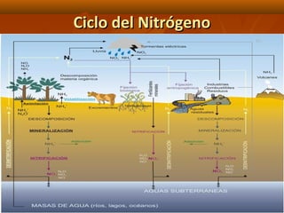 Ciclo del NitrógenoCiclo del Nitrógeno
La Ecosfera 7272
 