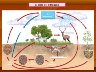 El ciclo del nitrógeno
N2
atmosférico
fijación por
quimiosíntesis
fijación
atmosférica
leguminosas
Rhizobium
NO3
−
(nitrato)
Pseudomonas
Nitrobacter Nitrosomonas
NO2
−
(nitrito)
NH3
(amoniaco)
descomponedores
restos
orgánicos
productores
consumidores
fijación
industrial
(fertilizantes)
desnitrificación
(en anaerobiosis)
 