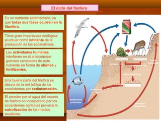 El ciclo del fósforo
Es un nutriente sedimentario, ya
que todas sus fases ocurren en la
litosfera.
Tiene gran importancia ecológica
al actuar como limitante de la
producción de los ecosistemas.
Las actividades humanas
interfieren en él al incorporar
grandes cantidades de este
nutriente en forma de abonos y
fertilizantes.
Una buena parte del fósforo se
desvía de la red trófica de los
ecosistemas por sedimentación.
El arrastre por el agua del exceso
de fósforo no incorporado por los
ecosistemas agrícolas provoca la
eutrofización de los medios
acuáticos.
aves marinas
depósitos
de
excrementos
(guano)
arrastre por el
agua
sedimentos
profundos
abonos
productores
consumidores
restos orgánicos
descomponedores
procesos
orogénicos
procesos
erosivos
rocas
fosfatadas
 